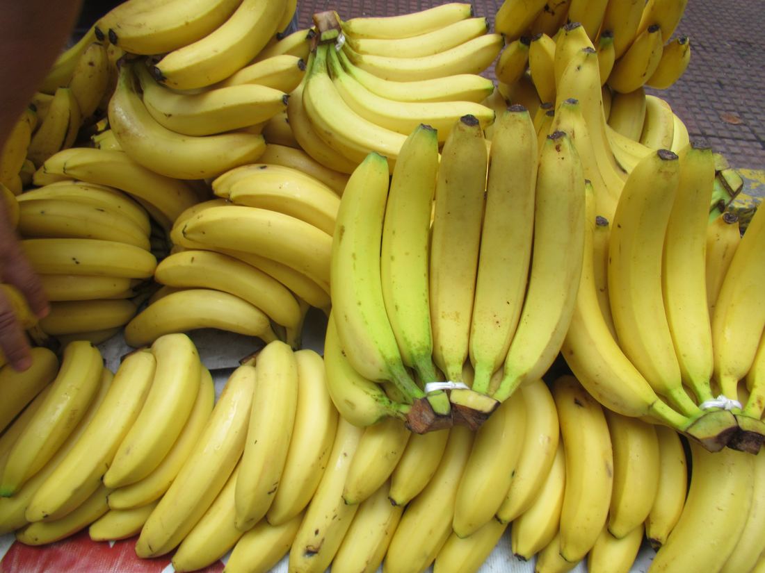 A hand of yellow Cavendish bananas