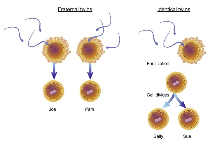 Diagram comparing fraternal twins, where two eggs are each fertilized by a different sperm, with identical twins, where one fertilized egg divides into two