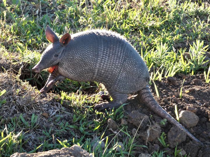 A gray nine-banded armadillo with large ears and a long scaly tail digging at the edge of a burrow in green grass